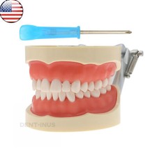 US for Kilgore NISSIN 200 Type Dental Typodont Model With Removable Teeth M8012