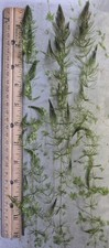 Hornwort Aquatic Plant Live 1 Handful Bundle Easy Care