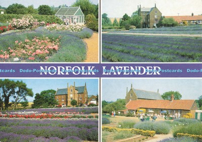 D264626 Norfolk Lavender Norfolk hat seinen Sitz im großen Dorf Heacha am Meer