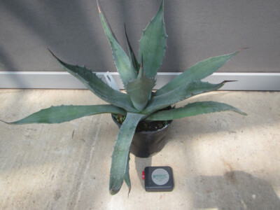 Agave salmiana var. Ferox - Pulque Agave - Pfanze 35-40cm Winterhart -17°C