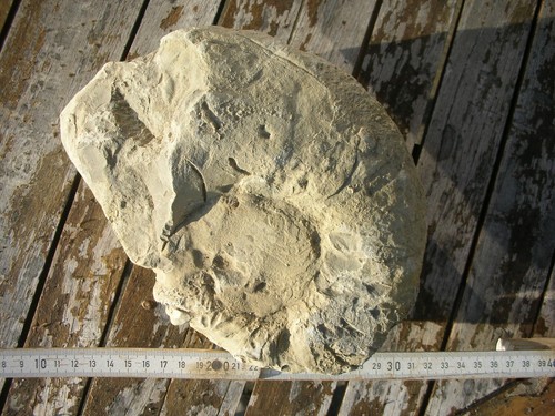 fossilien tierfossilien Nautilus Muschelkalk