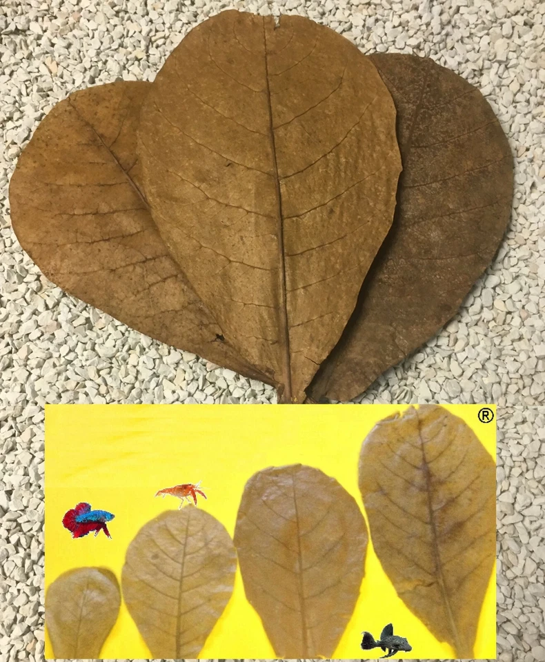 CATAPPA-LEAVES 10 Seemandelbaumblätter 10cm Nano Aquarium Garnelen Welse Diskus Catappa Leaves