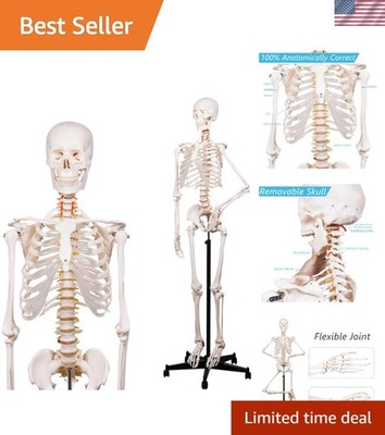 Life-Size Anatomical Skeleton Model with Rolling Stand & Anatomy Posters 70.8 in