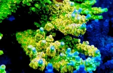 Walt Disney Acropora- Live Coral Frag SPS/Acropora