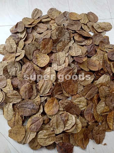 110Pcs Catappa Almond Leaves 6'' Fish Aquarium Care Indian Ketapang Leaf Shrimp - Picture 3 of 3