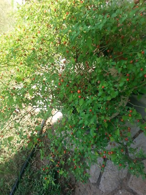 Chiltepin (chile tepin) Hot Pepper Live Plant in 3.5 Pot