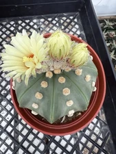 Astrophytum asterias Star Shape Nudum XL