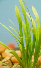 Dwarf Sagittaria
