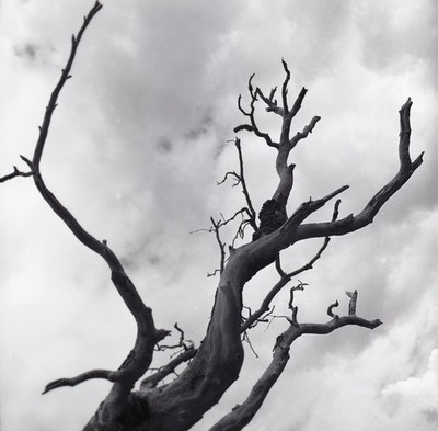 a23 Negative 2-1/4'' 1960's Grass Valley RTE 20 Dead tree near WA Jct 923a