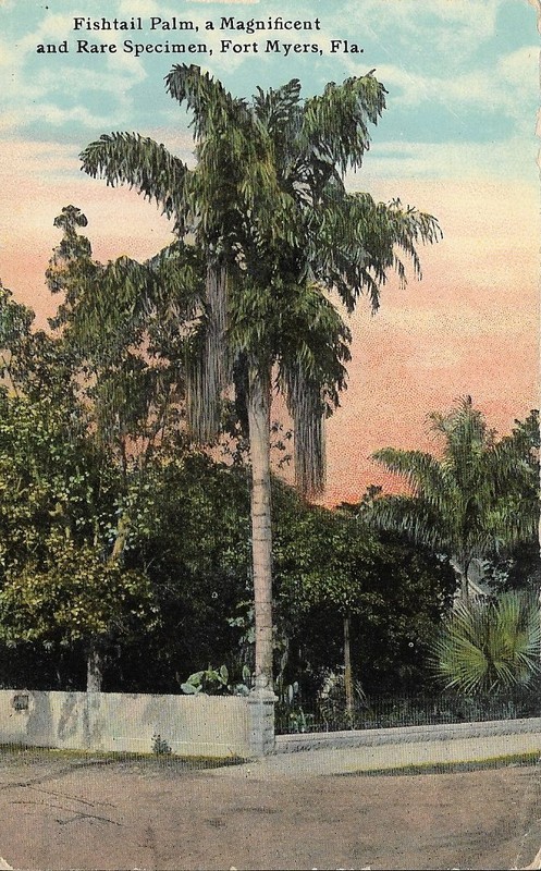 Old Florida Postcard - Fort Myers - Fishtail Palm, a Magnificent, Rare Specimen