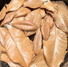 5 Gallons Organic Magnolia Leaves Pet Reptile Frog Isopods Heat Treated Vivarium