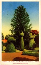 Victoria British Columbia Monkey Puzzle Tree Loretto Hall Gardens Postcard BC