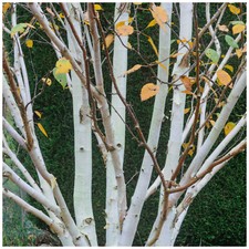 1 Silver Birch Jacquemontii 5-6ft Stunning Tree, Himalayan White Birch, Betula