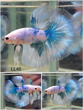 Male Betta Live Fish - Grizzle Fancy Halfmoon - LL45 - High Quality A++