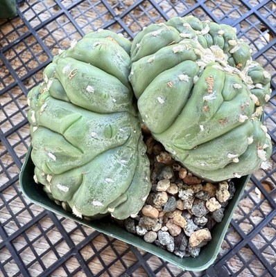 Astrophytum asterias cv. Kikko Lizard Skin Crested Full 3 1/4 Pot | eBay
