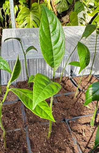 Albero di jackfruit - Artocarpus heterophyllus, jackfruit, pianta giovane - Foto 4 di 4