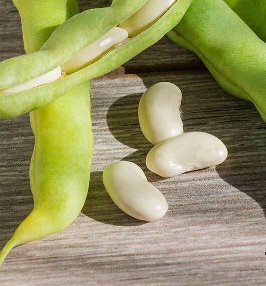 Henderson Bush Lima Beans 60 SeedsHeirloom, Buttery Texture, Delicate