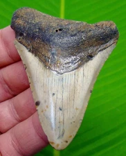 3.18 “ MEGALODON Shark Tooth Real Fossil 