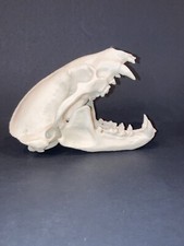 Badger Skull