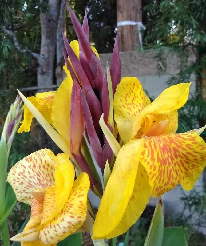 1 Cleopatra Canna Lily Rhizome Bulbs “Red & Yellow Blooms” - Image 4 of 4