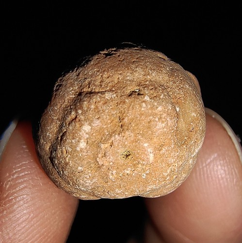AMAZING AMMONITES!! SEA LILY CRINOID CALYX, ECHINODERM FOSSIL, FROM TIMOR, 15MM - Picture 9 of 9