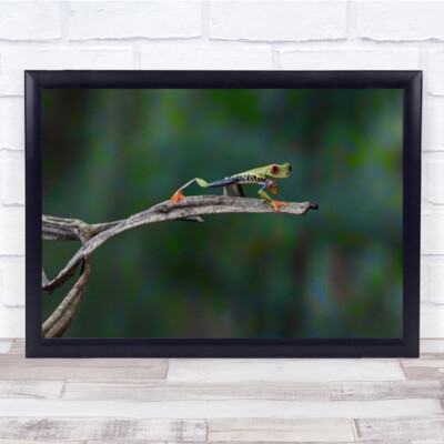Einhändiger Push Up Frosch rotäugiger Baumfrosch Tier Bokeh Makro Wandkunstdruck