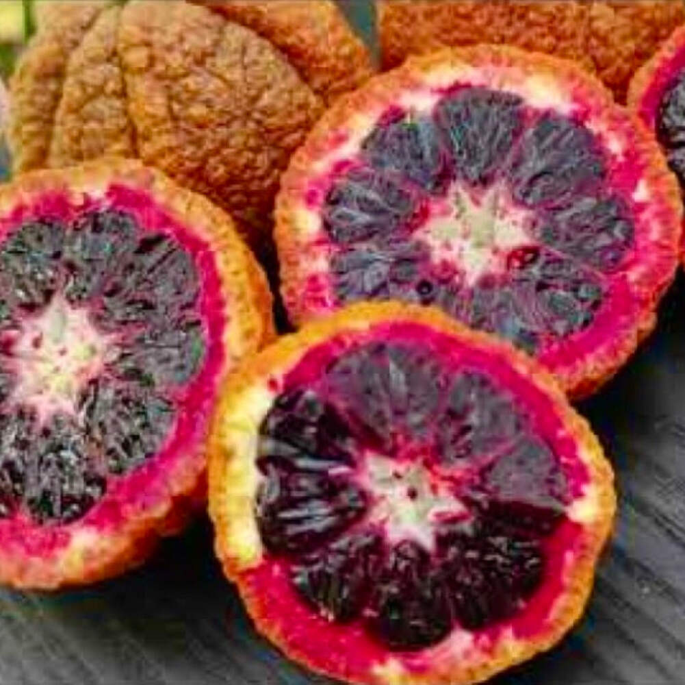 Citrus clementina RED RUBIN 40-75cm | Clementine | Christmas orange ...