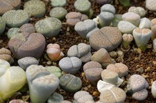 Lithops Mix – 20 Seeds – Living Stones Unusual Succulent Cactus Plant – JustSeed