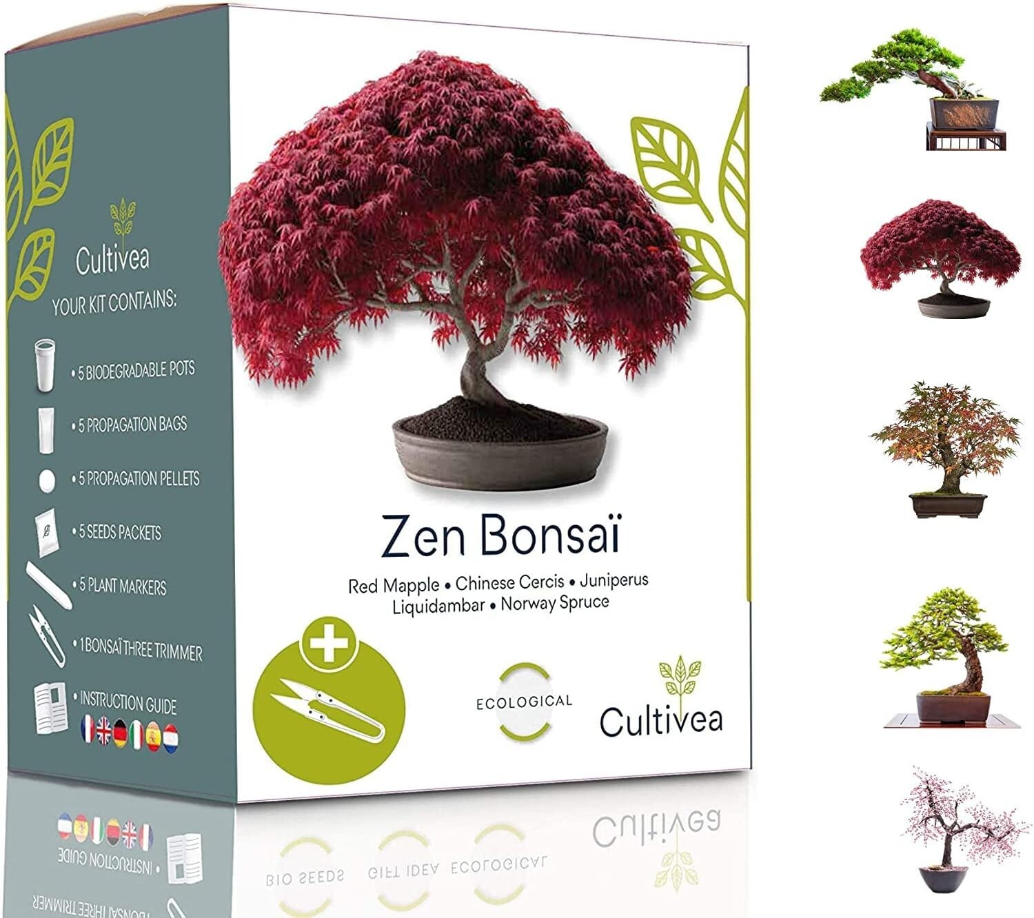 Kit prêt à pousser bonsaï avec graines françaises pour culture intérieure
