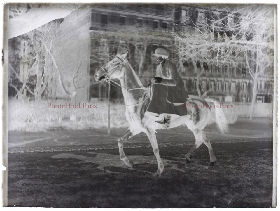 A Northern Michigan Timber Wolf - c1900 - Historic Photo Print A Northern Michigan Timber Wolf - c1900 - Historic Photo Print