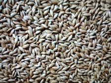 canary grass seed alpiste for bird feeding 40 lbs