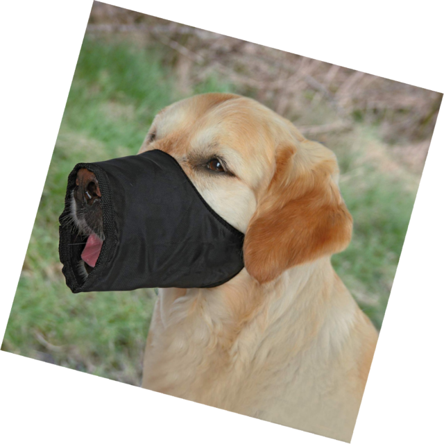 black dog muzzle