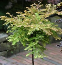 Hochstamm Urweltmammutbaum Miss Grace 60-80cm - Metasequoia glyptostroboides