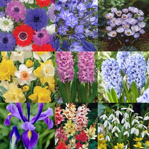 Garden Favourites Spring Garden Flowering Bulbs Range August December Planting Ebay