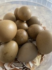 6 Button Quail Hatching Eggs