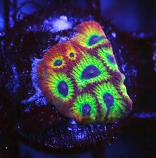 DIYreefer Live Coral WYSIWYG RR Spicy Lemon Favia Frag