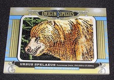 2016 GOODWIN CHAMPIONS Origine delle specie URSUS SPELAEUS #OS260 Patch ORSO DELLE CAVERNE