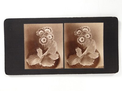 Auricula Blume Topfpflanze mit weißem Rand botanisch Stereoview