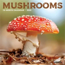 Mushrooms 2026 7 X 7 Mini Wall Calendar (Bookbook - Detail Unspecified)