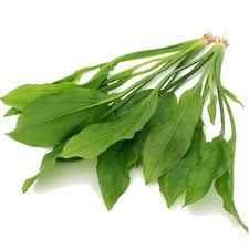 2 x Echinodorus Bleheri Large Live Aquarium Plants Tropical Amazon Sword K2AQUA