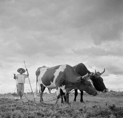 Michoacan Mexico Rancher posing his oxen as he plows a field M- 1952 Old Photo 1