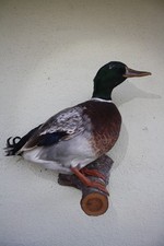Tierpräparat Ente, Stockente, Erpel, Jagdente, Jagd, Trophäe, Deko, Vintage