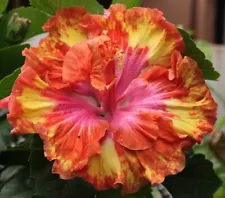 20 Pink Yellow Orange Hibiscus Seeds Flowers Flower Seed Perennial 436 US Seller