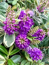 Purple Hedge Veronica, Hebe Franciscana - 30 seeds 2025 - USA