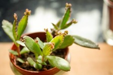 1 x ROOTED Mother of Thousands Kalanchoe / Alligator Plant / Mexican Hat Plant