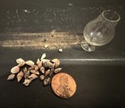 dollhouse miniatures 1:12 Shell Display — photo 4
