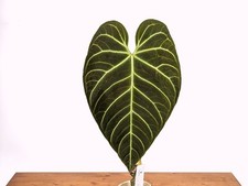Anthurium regale - Choose from 3 Sizes