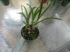 Eria spicata, ( LILY OF THE VALLEY) NOT IN BLOOM HARD TO FIND PLANT — photo 1