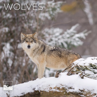 #ad 2026 Wolves Wall Calendar Wolf Photography 12quot; x 24quot; Open 12 x 12 $12.65