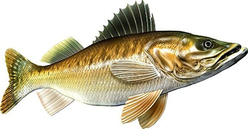 Walleye Beautiful Vinyl Sticker Fish Decals for Boat Car Vehicle Truck Fishing - Bild 11 von 13